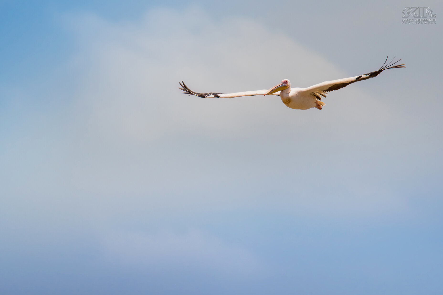 Lake Ziway - Great white pelican Lake Ziway is one of the 6 lakes in the Rift Valley and one of the best places in Ethiopia for birdwatching. We made a boat trip and spotted many hippos and birds like great white pelicans, egrets, great cormorants, African darters, hamerkops, kingfishers, … Stefan Cruysberghs